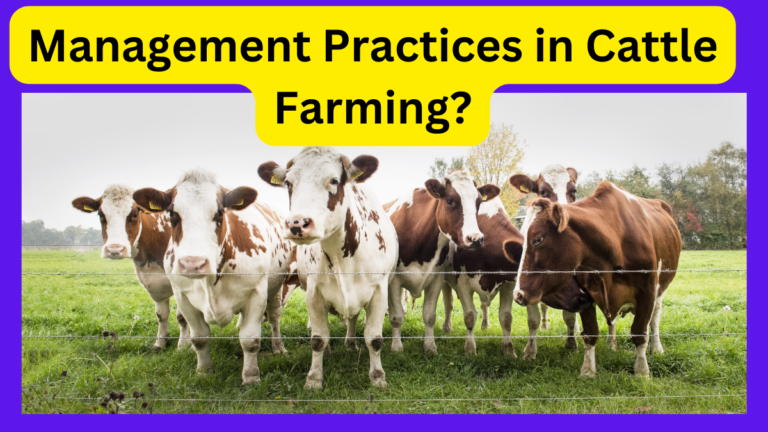 What are the management practices in cattle farming?